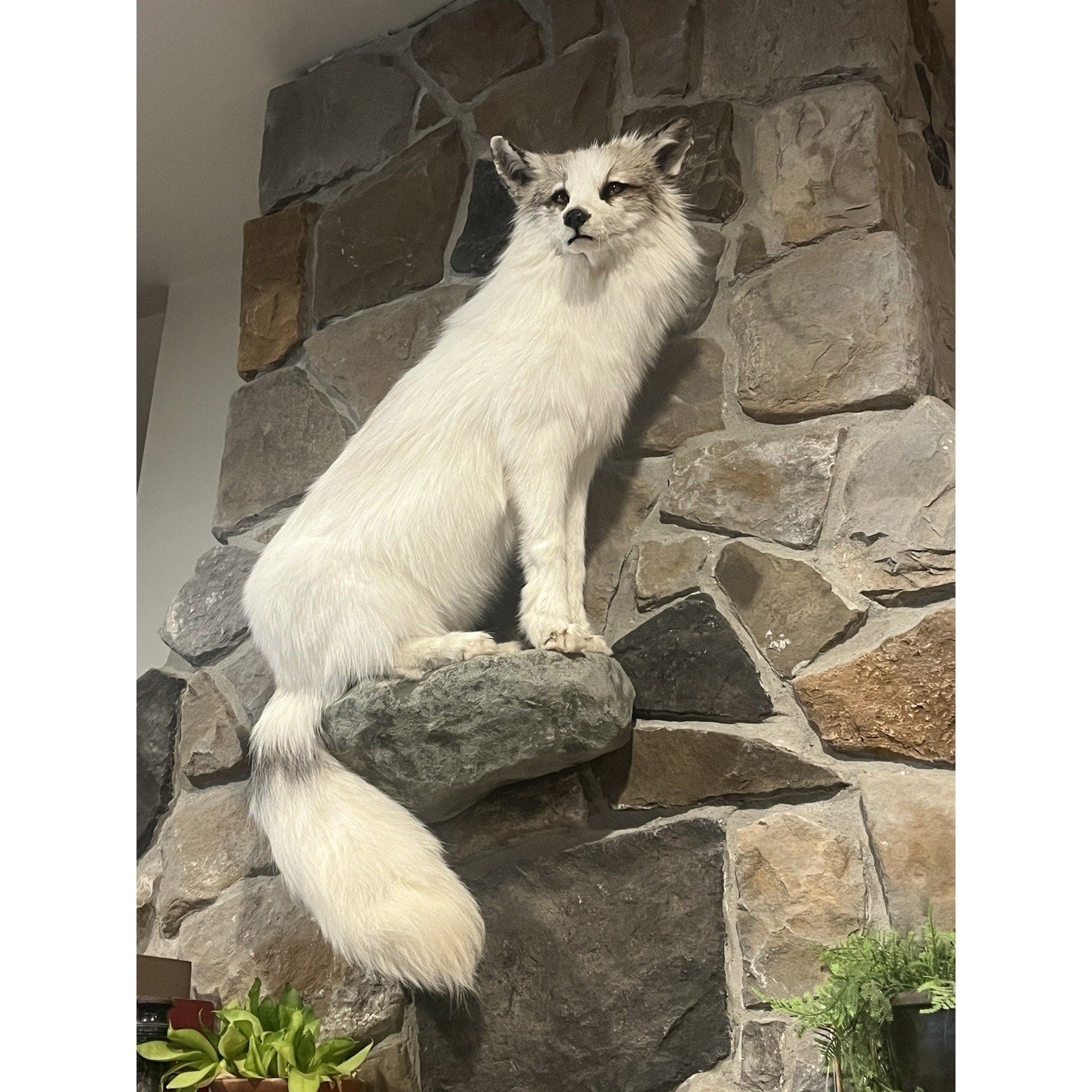 FHWL13 - White Cross Fox Taxidermy mount