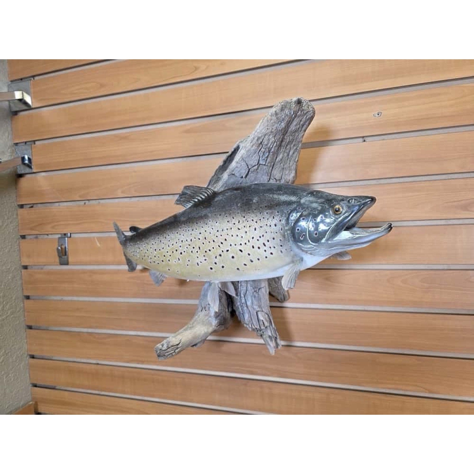FHCLINT12- Trout fish taxidermy mount