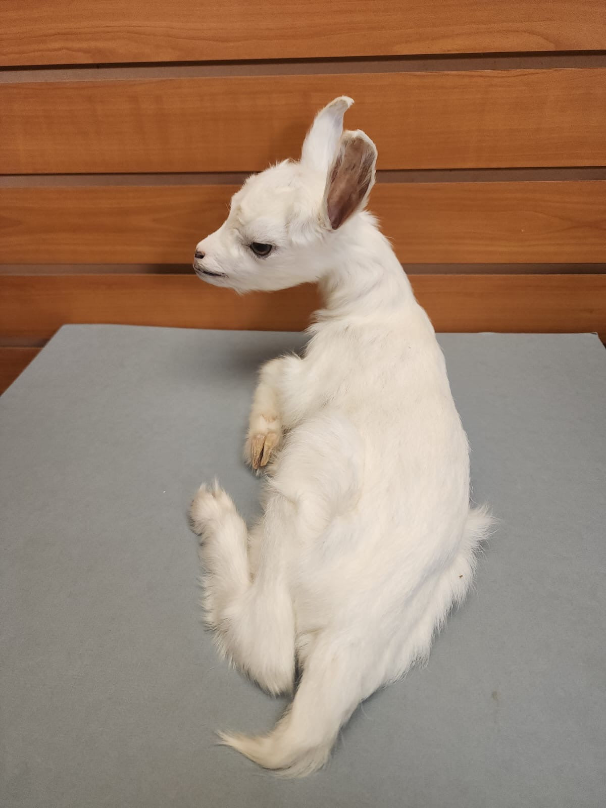 FHGOAT17 - Baby goat tiny taxidermy mount free standing