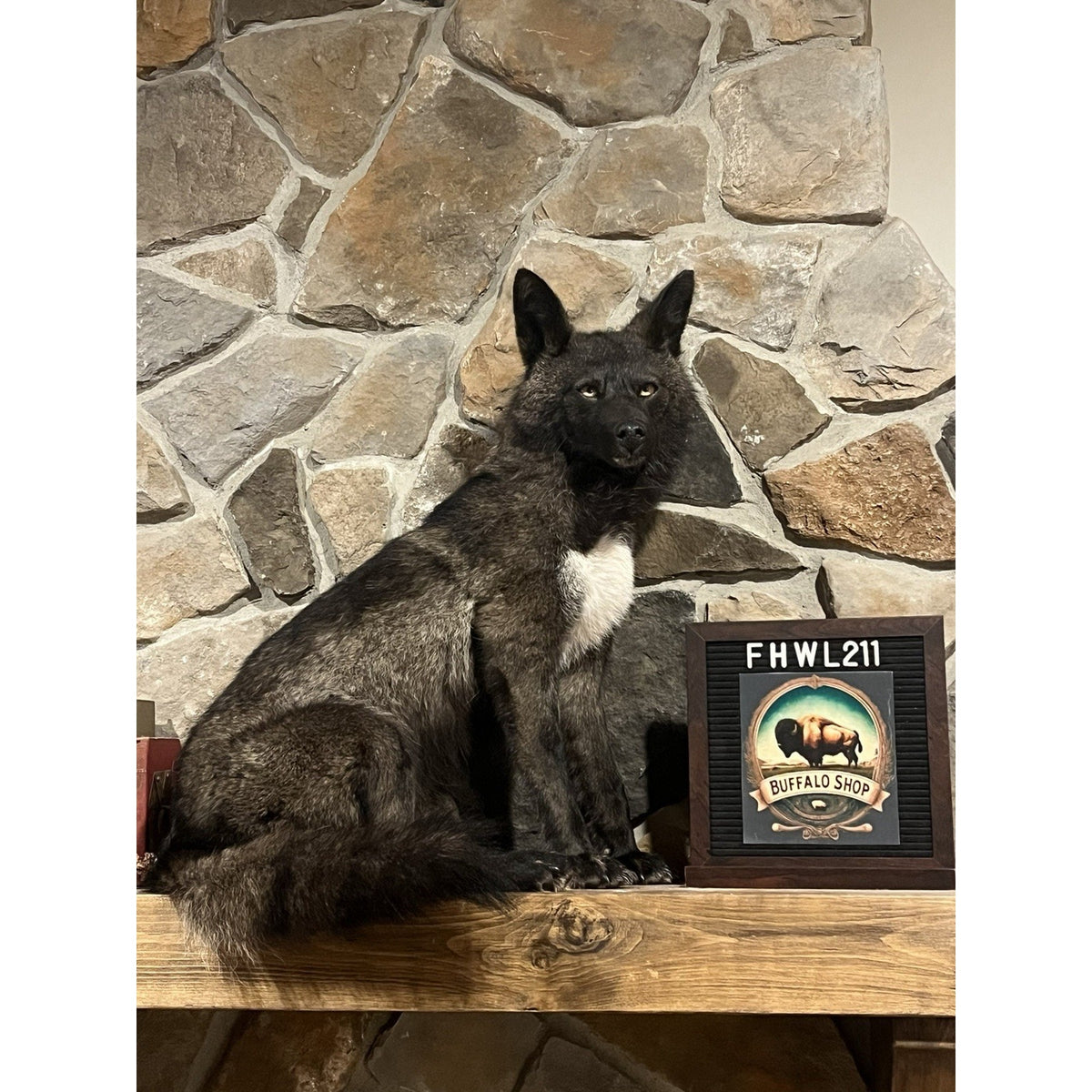 FHWL211 - Coyote Wall mount Taxidermy