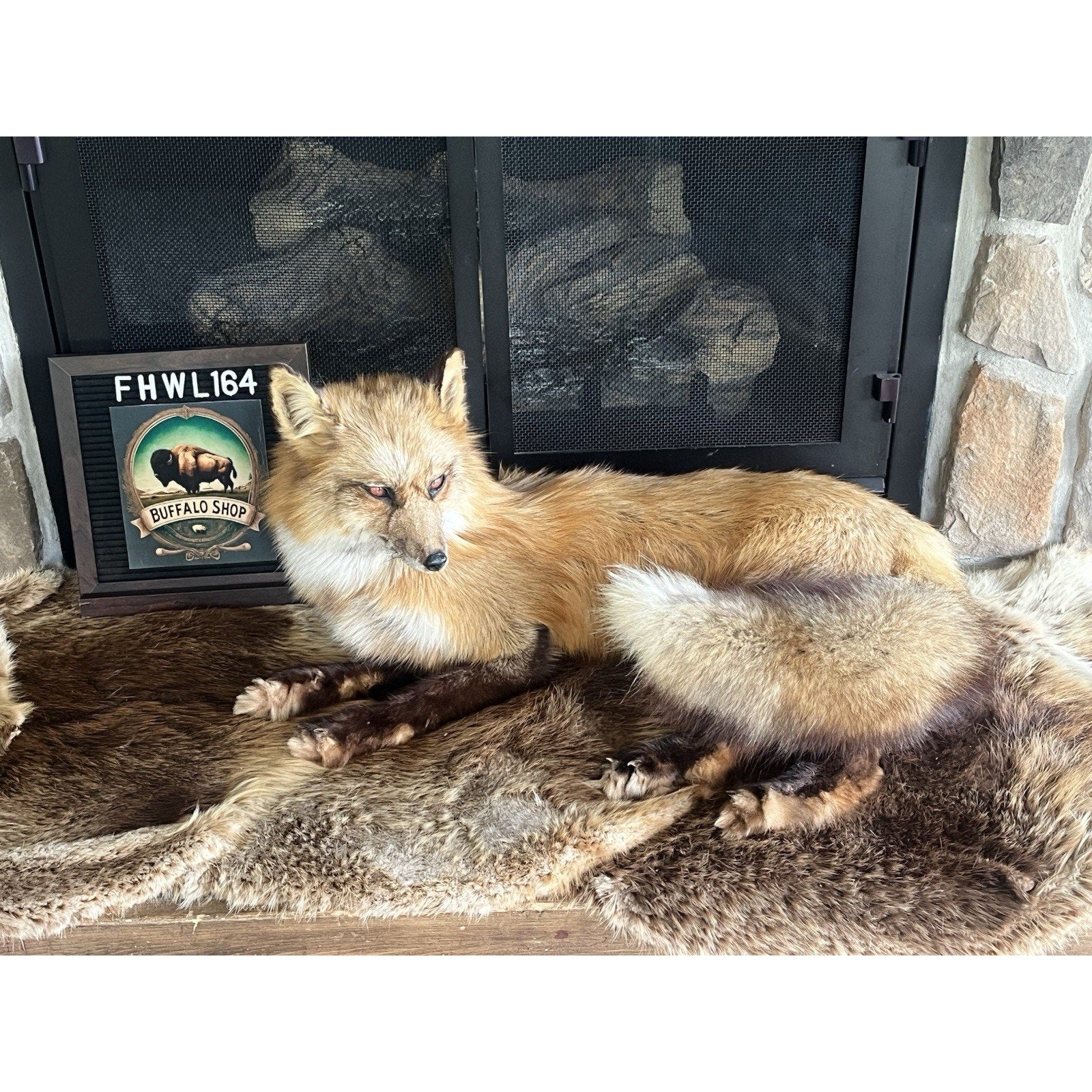FHWL164 - Museum Quality Red Fox Taxidermy mount