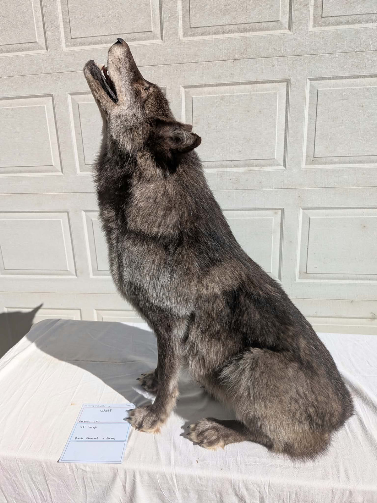 FHPAT247- Beautiful Alaskan Wolf Lifesize Taxidermy Mount