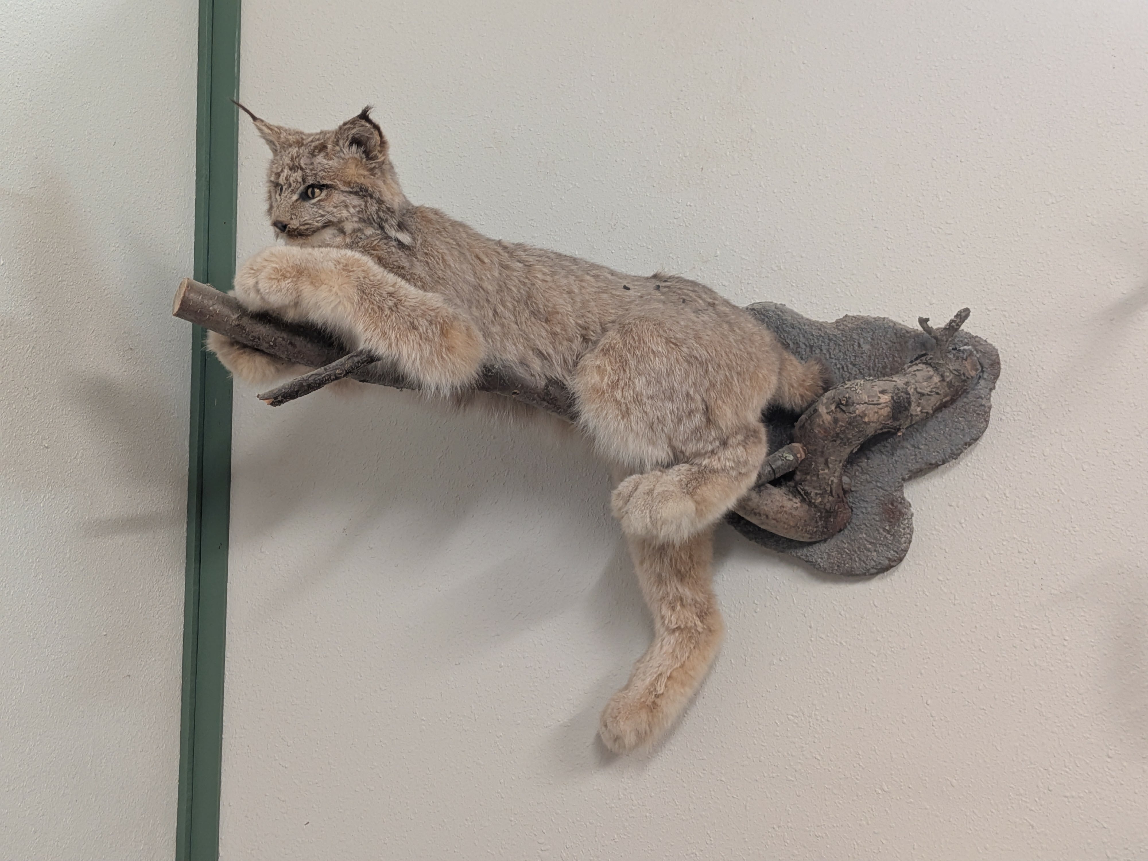 FHPAT010- Alaskan Lynx Taxidermy Full Body Mount Prime Fur