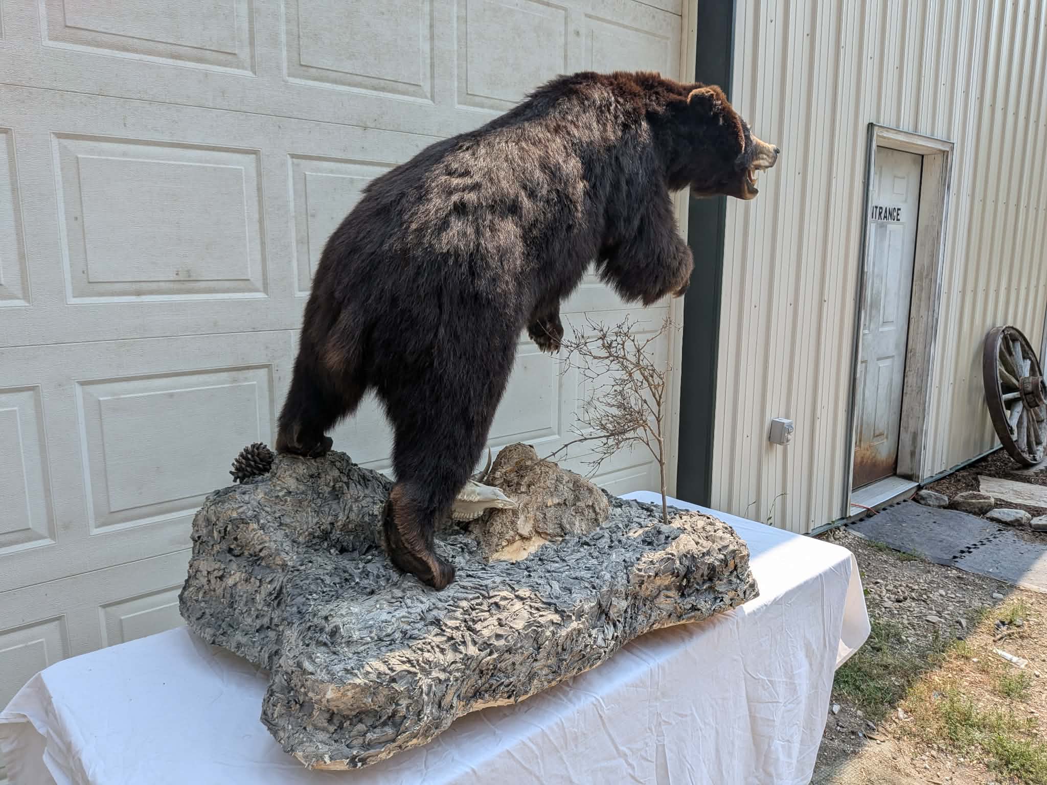 FHPATBE22 - full body black bear taxidermy