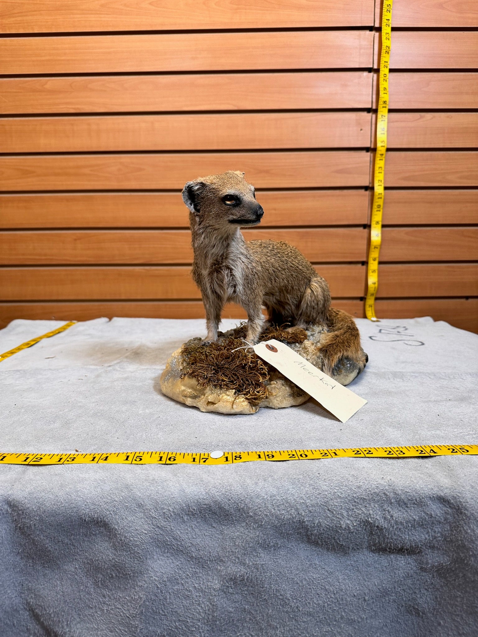FH115-Rare Meerkat / Suricate Real Taxidermy Mount