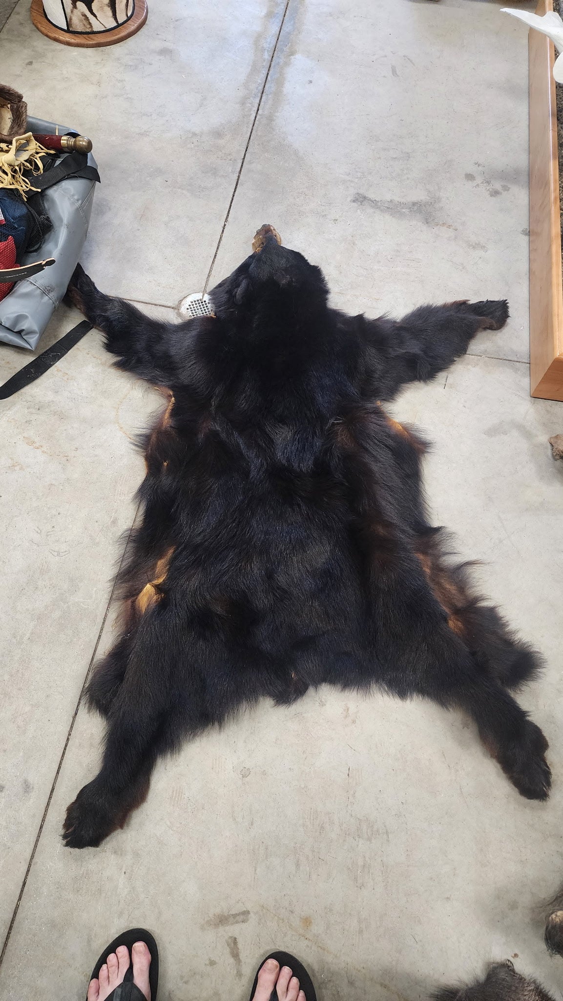 FHBRAD31 - Bear Hide Taxidermy