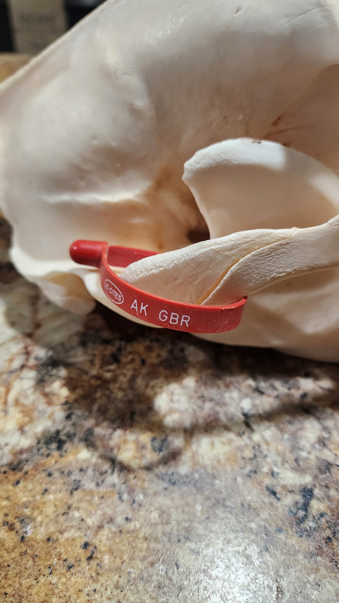 FHBRAD93 - real Grizzly bear skull