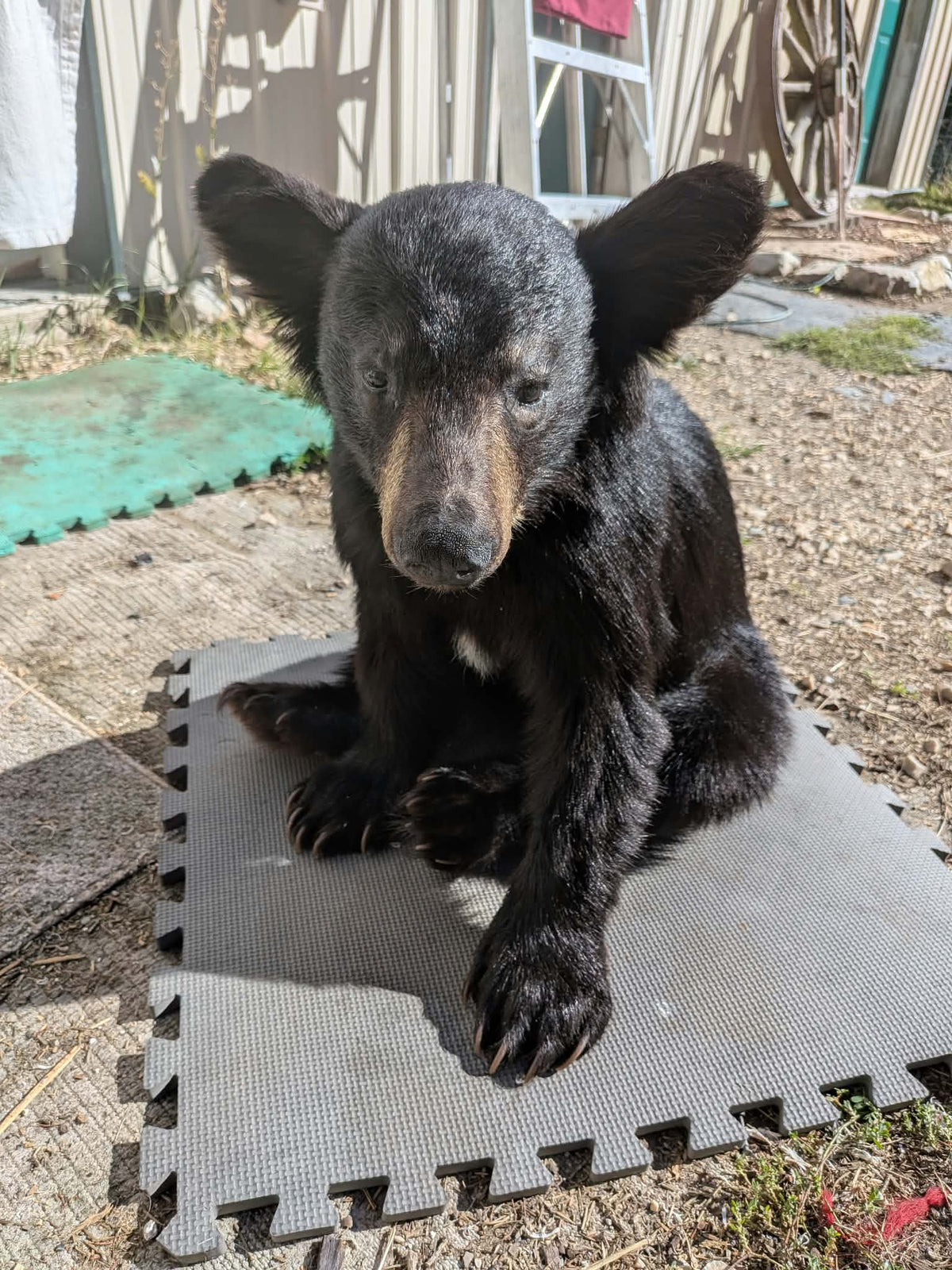 FHPAT235 -Baby Black Bear Cub Full Body taxidermy mount
