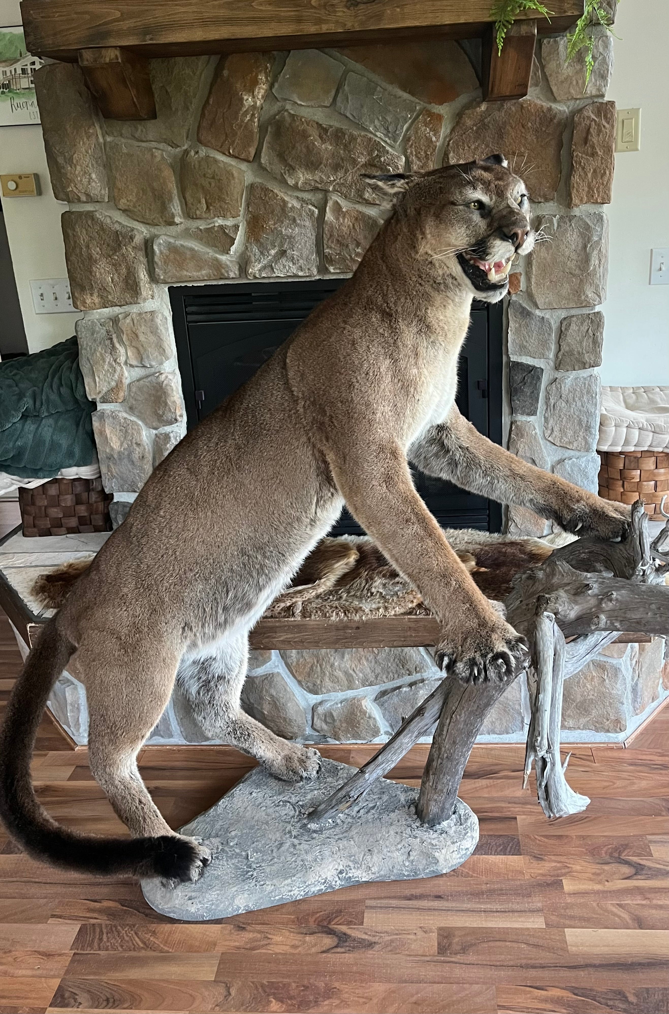 FHWL133 - massive Cougar aggressive Lifesize Taxidermy Mount