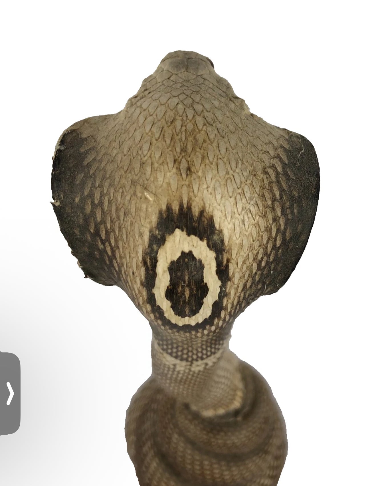 FHEB0814 - Cobra Snake Taxedermy  10.25" Tall Monocled