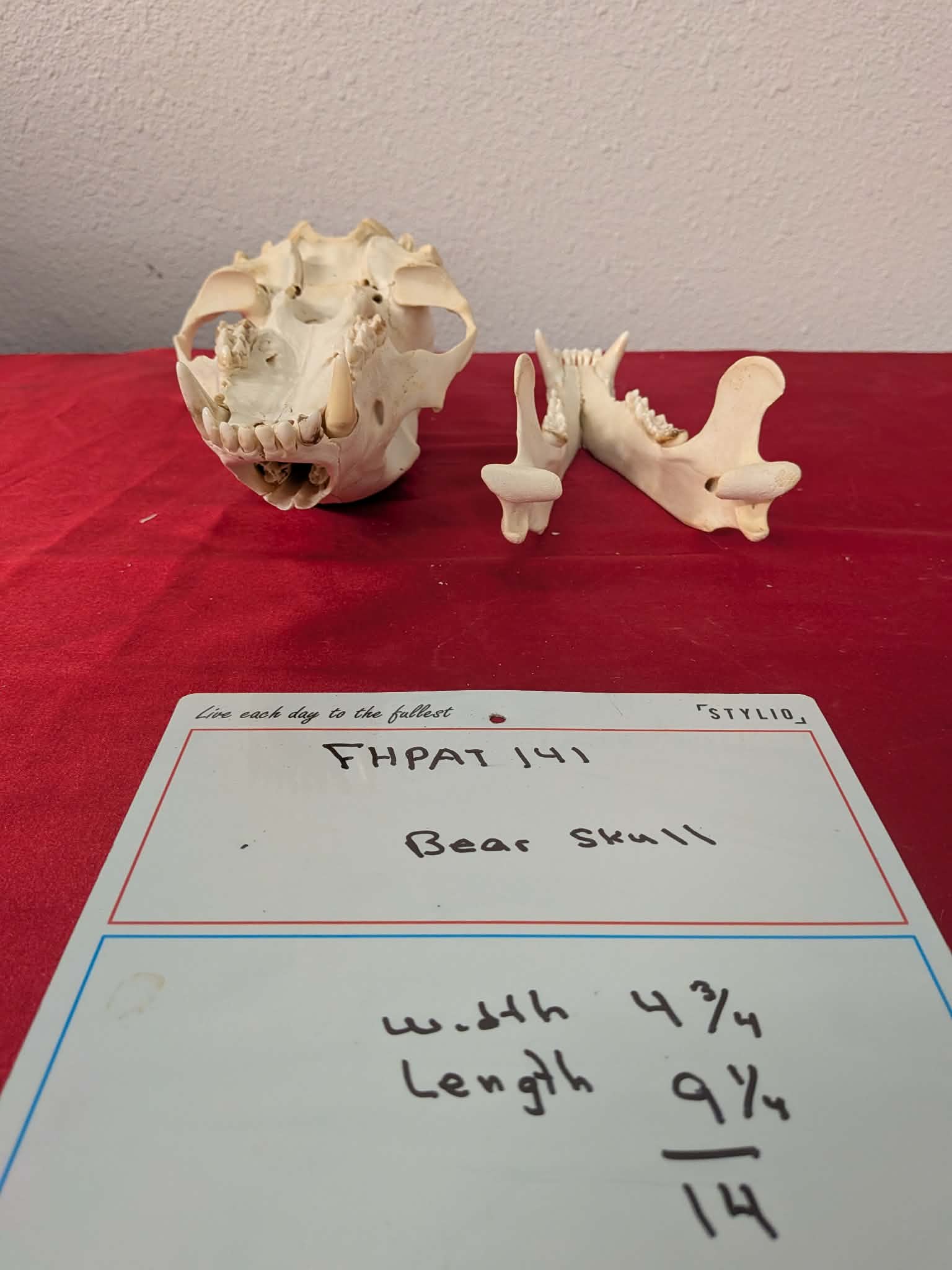 FHPAT141 -professionally cleaned black bear skull