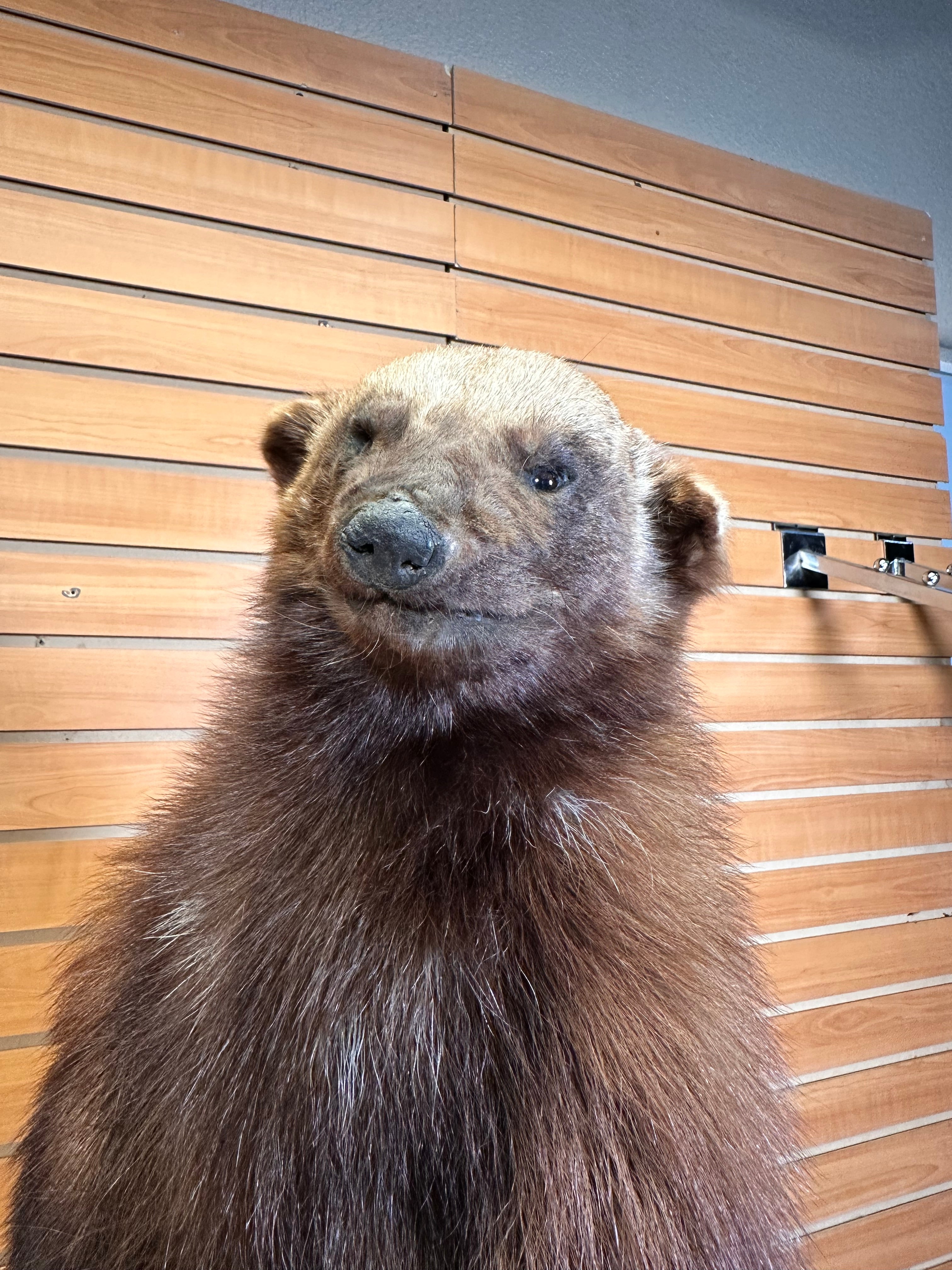 FHWOLV42-Beautiful Real Alaskan Wolverine Prime Fur Taxidermy Mount