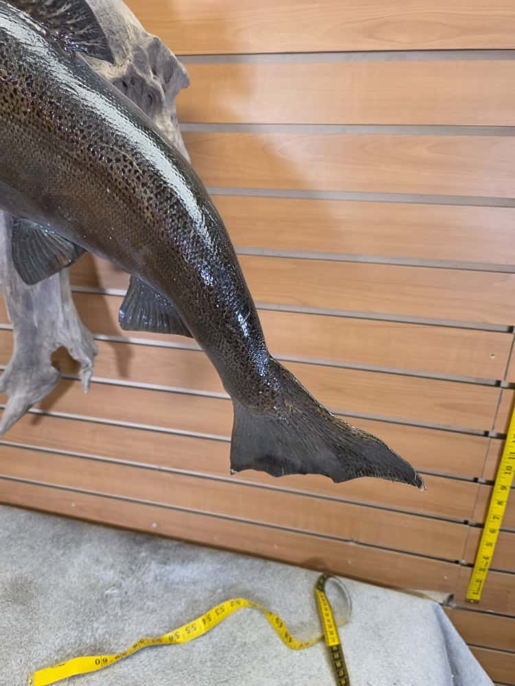 FHCM661 -38" King Salmon Real Skin Fish Taxidermy