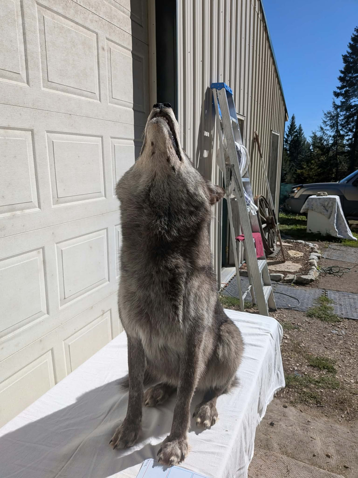 FHPAT247- Beautiful Alaskan Wolf Lifesize Taxidermy Mount
