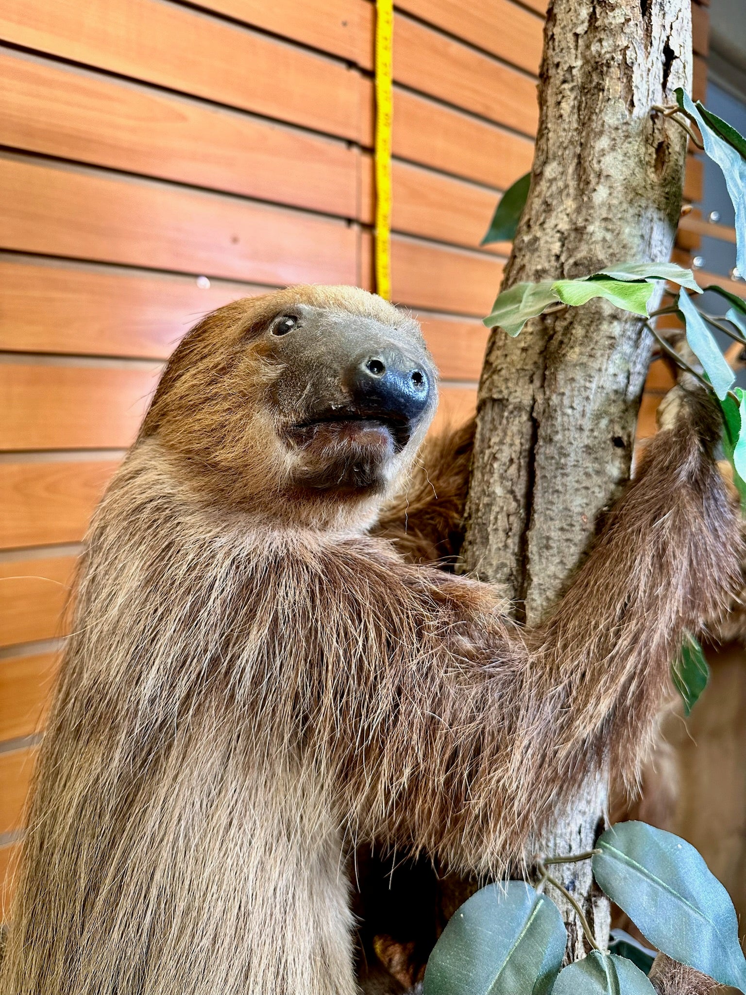 FH190-New Excellent Adult Sloth Taxidermy Mount Full Body