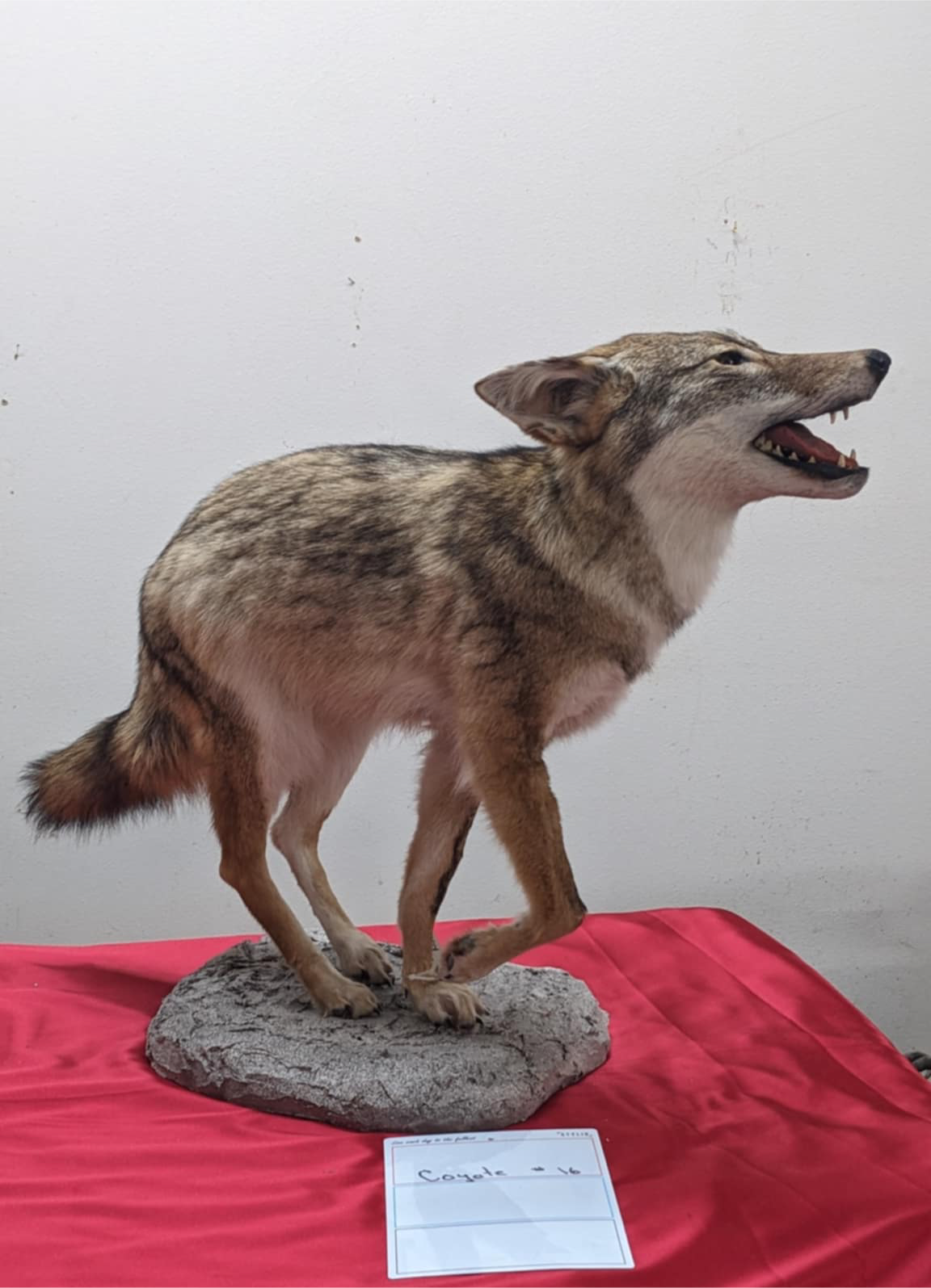 FHPAT5-Coyote full body taxidermy mount