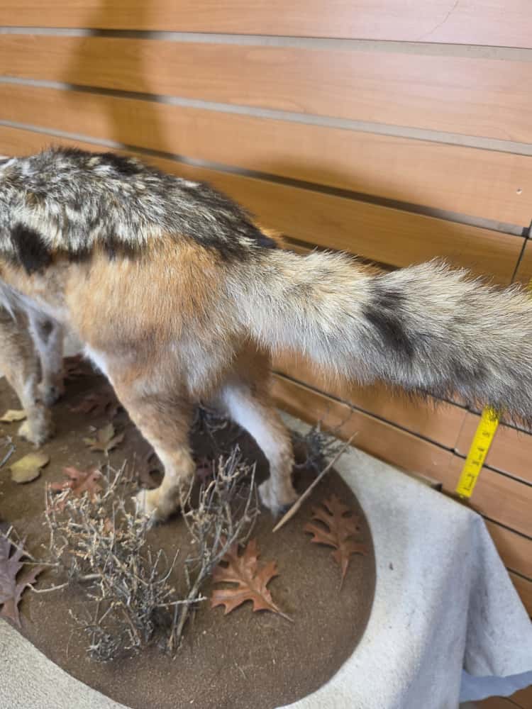 FHCM46 - African Black Jackal taxidermy mount