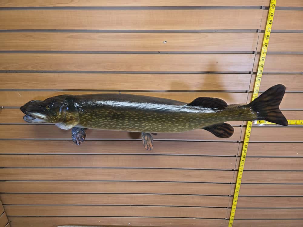 FHCM59 -38" Northern Pike Real Skin Fish Taxidermy