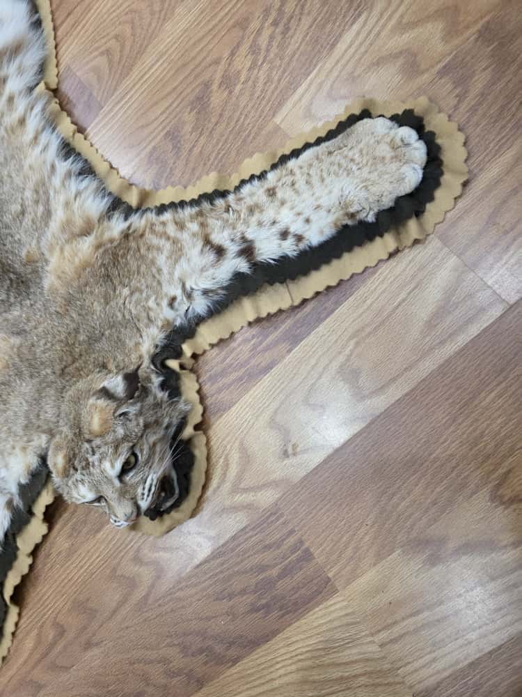 Fh63885 -TAXIDERMY BOBCAT RUG MOUNT 42" LONG