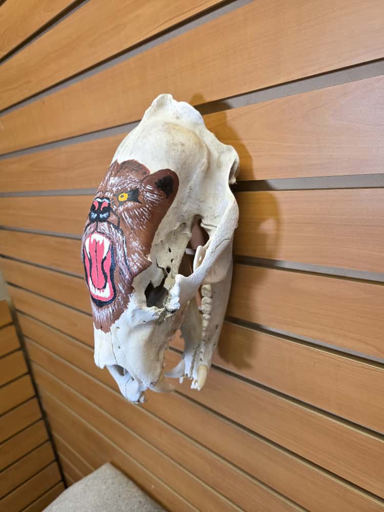JTV261 - painted black bear skull
