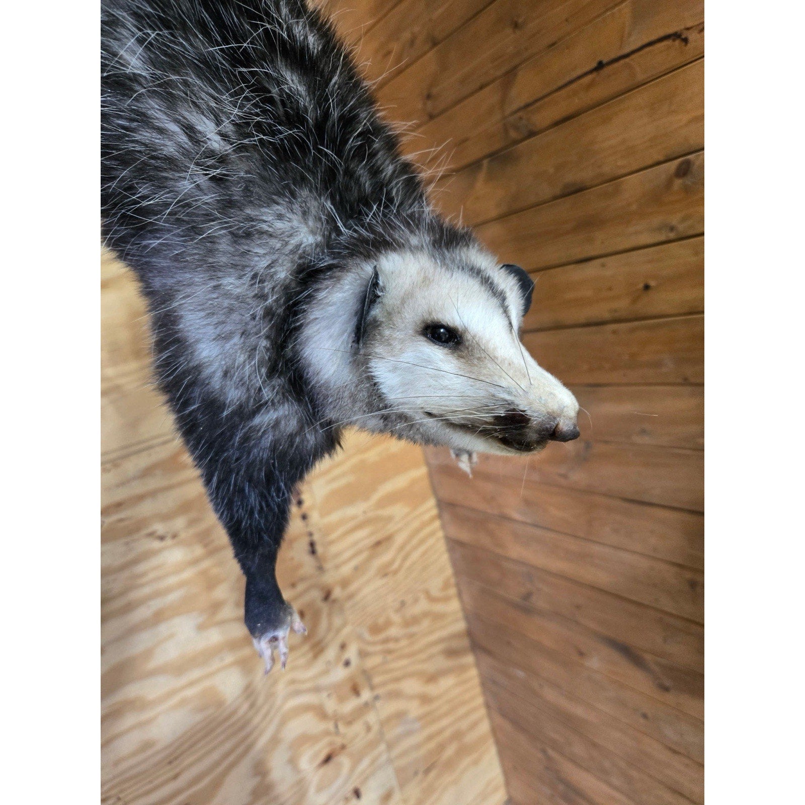 FHHCO6- Hanging Opossum Full Body Taxidermy Mount