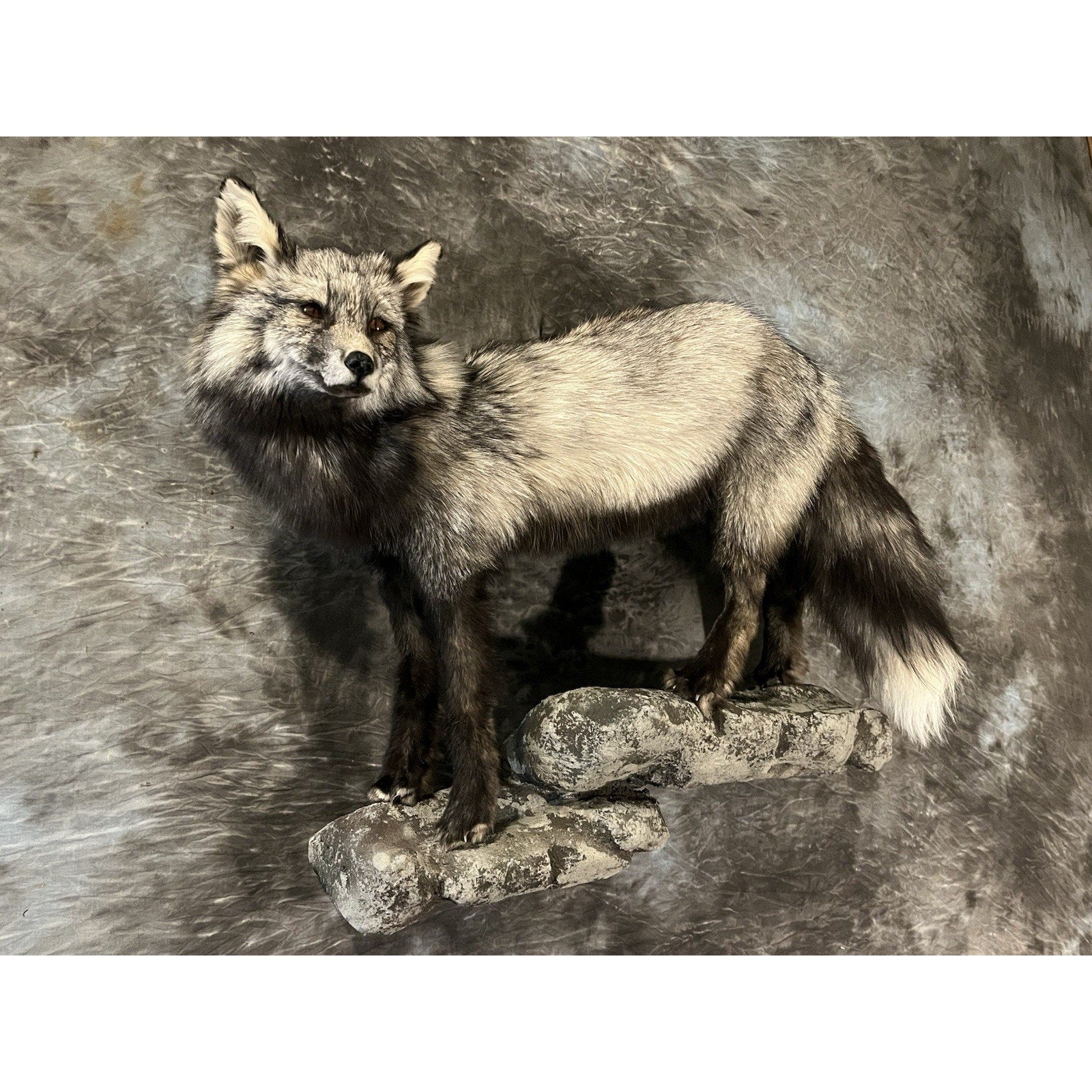 FHWL31 -museum Quality Cross Fox Taxidermy mount