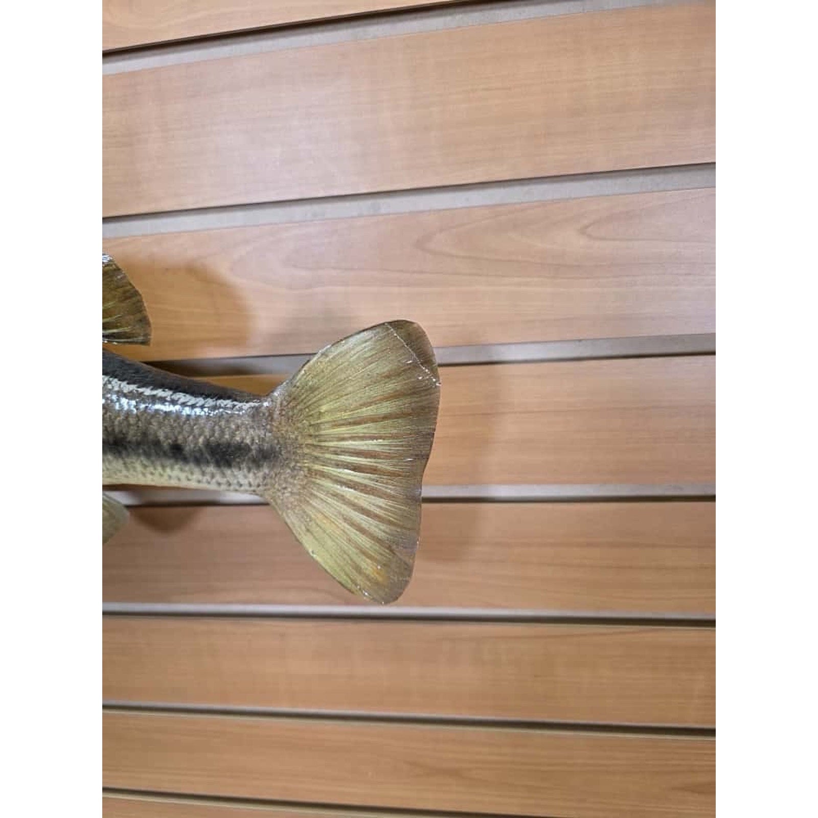 JTV210 - bass 20 1/2" Real Skin Fish Taxidermy