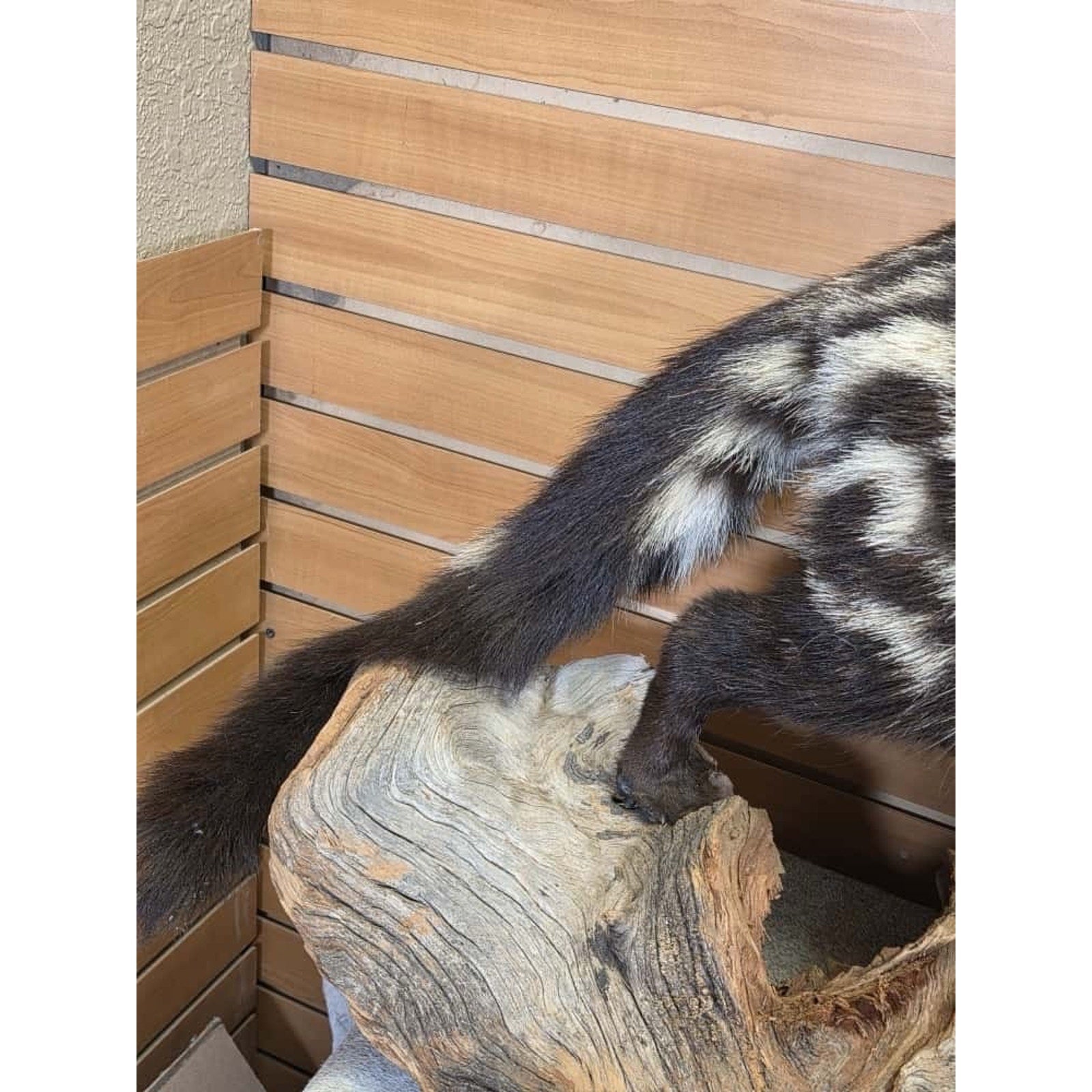 FHCM55 - African Civet Full Body Taxidermy Mount