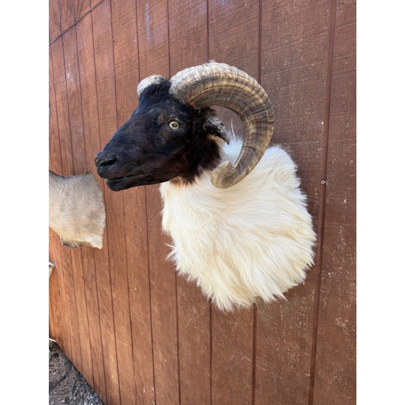 FHCW1 - Exotic Color Corsican ram Shoulder Mount Quality Fluffy Taxidermy