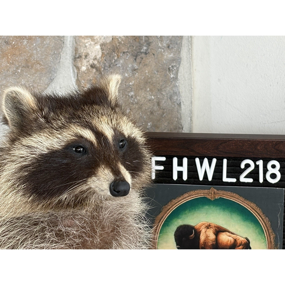 FHWL218 - baby Raccoon Taxidermy Mount