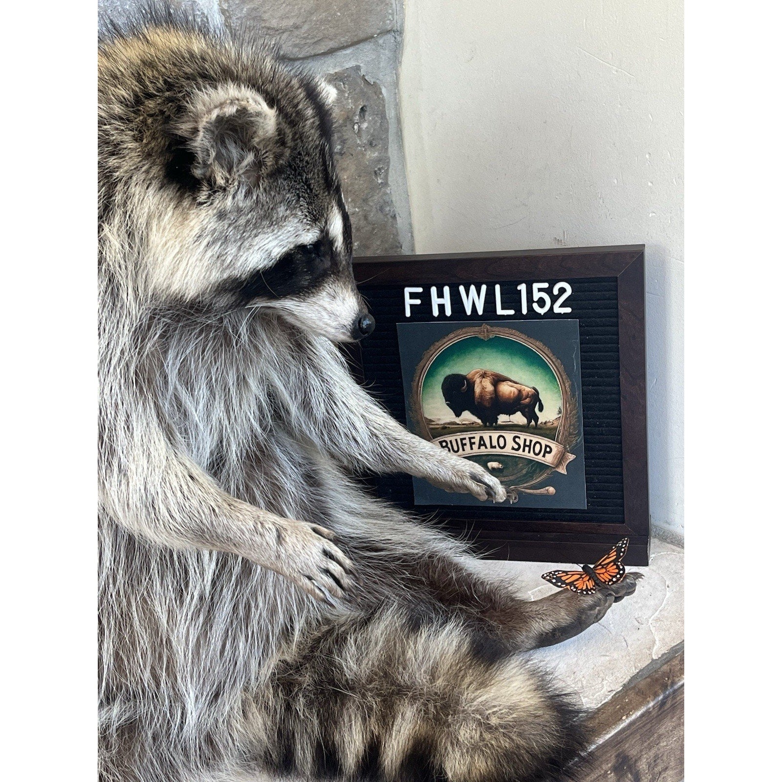 FHWL152 - Fat Raccoon Taxidermy Mount