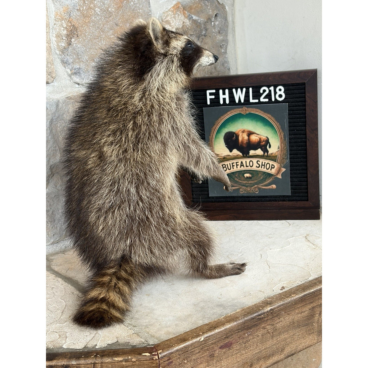 FHWL218 - baby Raccoon Taxidermy Mount