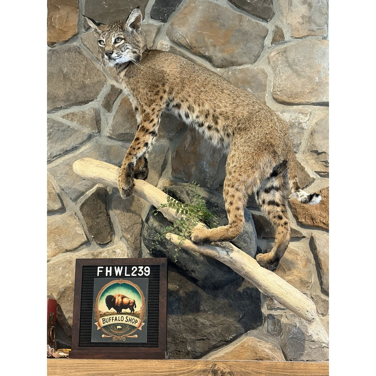 FHWL239 - Rare Bobcat Taxidermy Full Body Mount