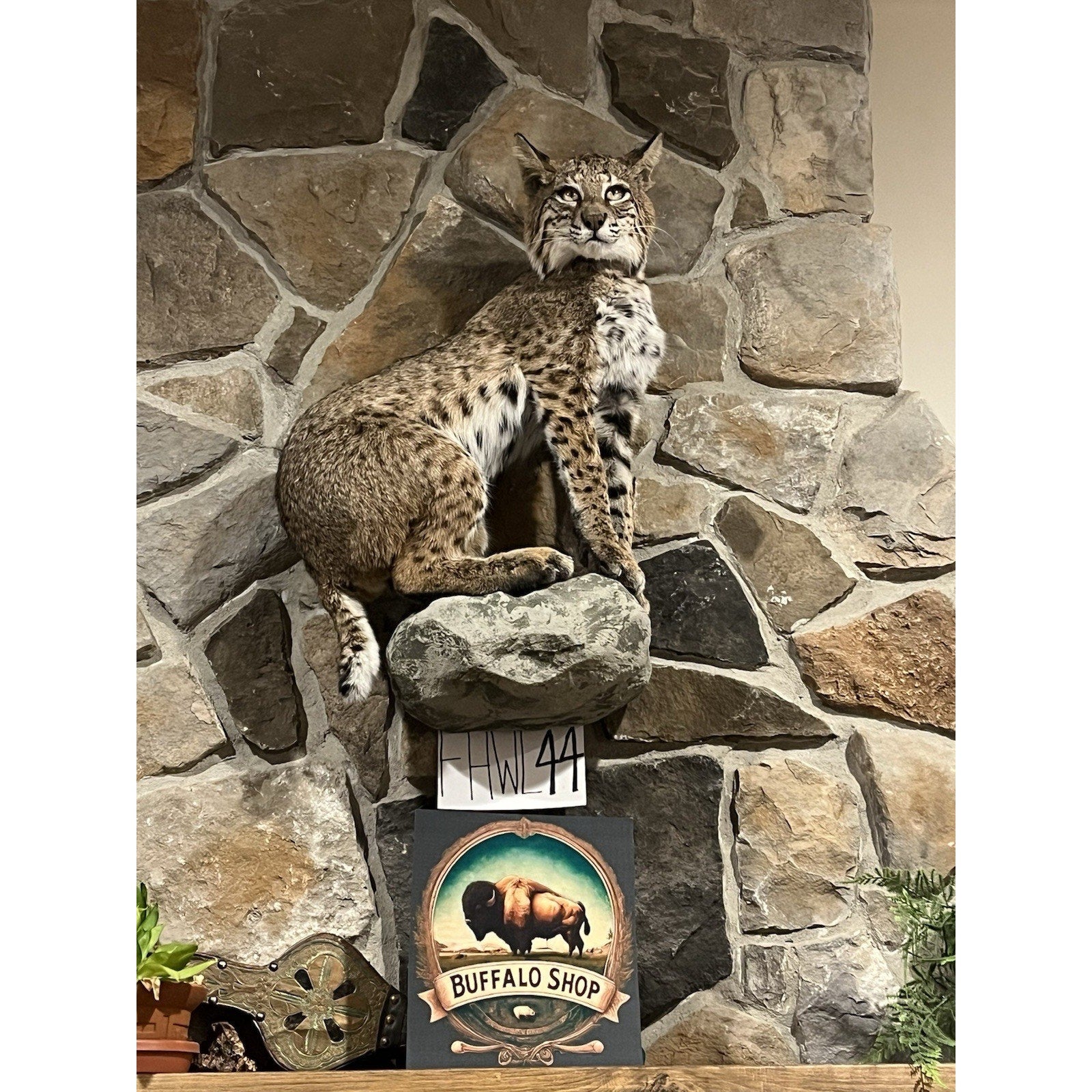 FHWL44 - Bobcat Taxidermy Full Body Mount