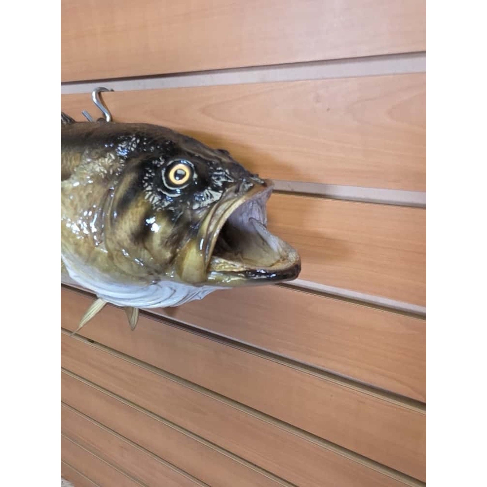 JTV204 - largemouth bass 19" Real Skin Taxidermy Mount
