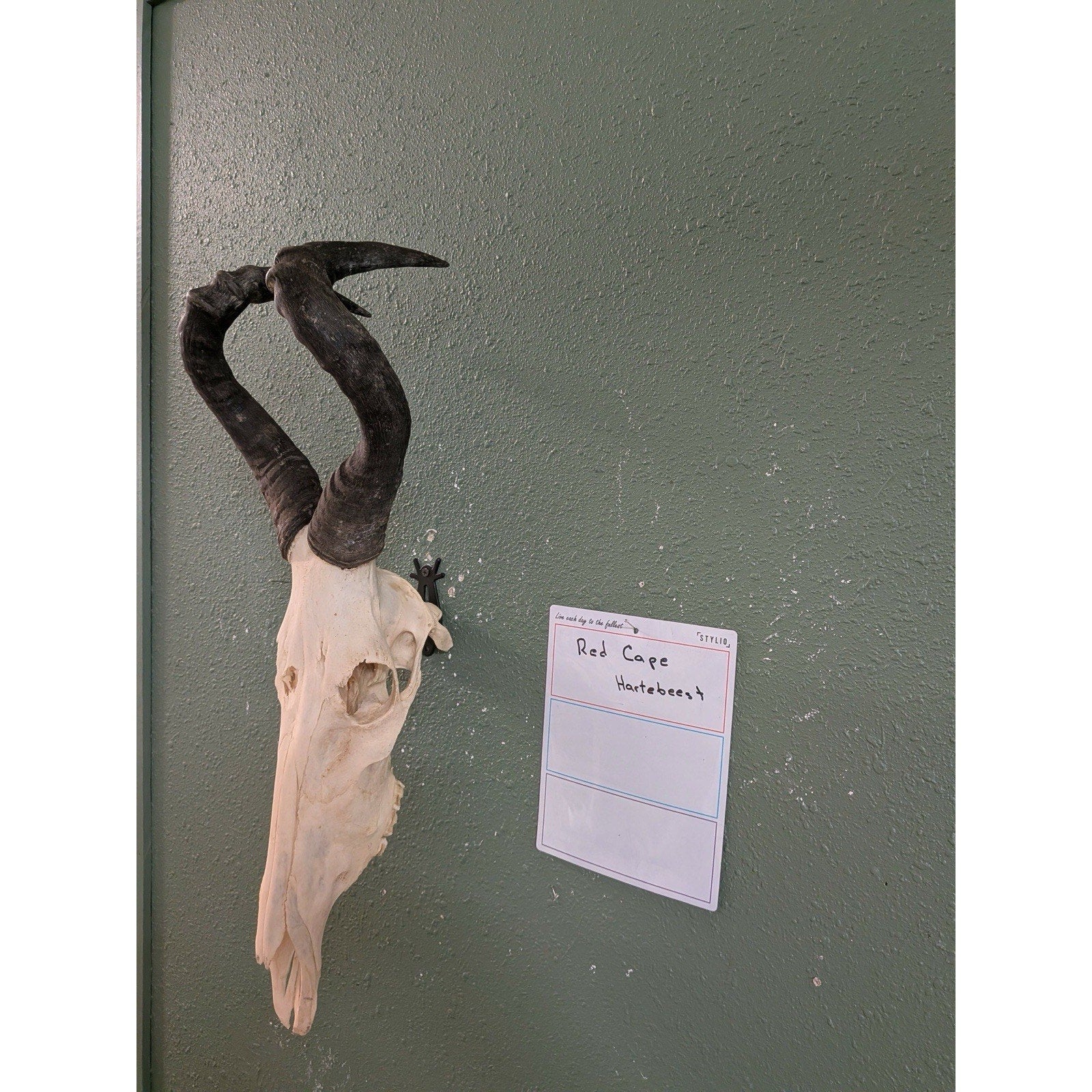 FHPAT110- Red Cape hartebeest Real Skull Taxidermy