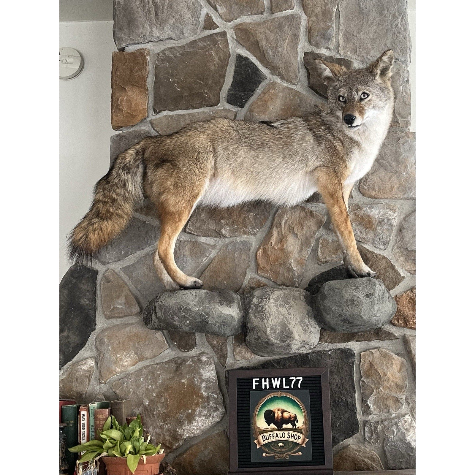 FHWL77 - Coyote Museum Quality Wall mount Taxidermy