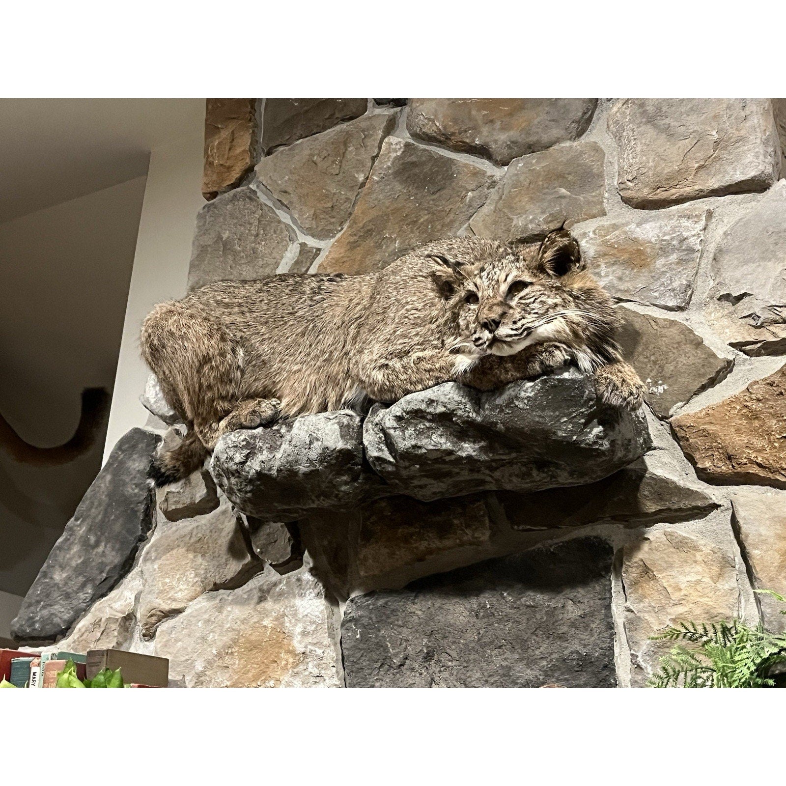 FHWL32 - Bobcat Taxidermy Full Body Mount