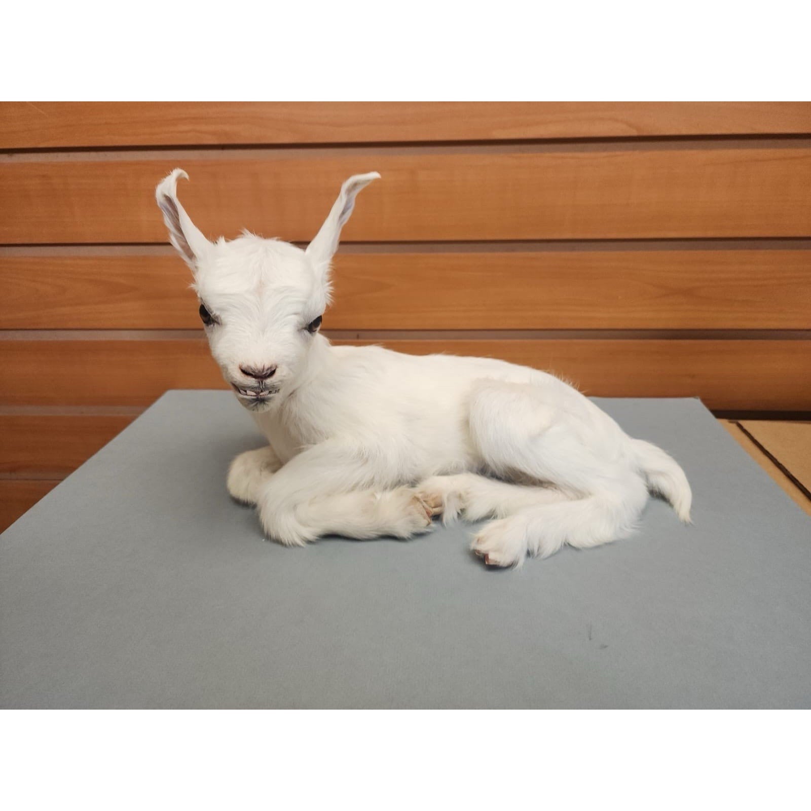Real Beautiful Goat Taxidermy Mount ($1250 Each)