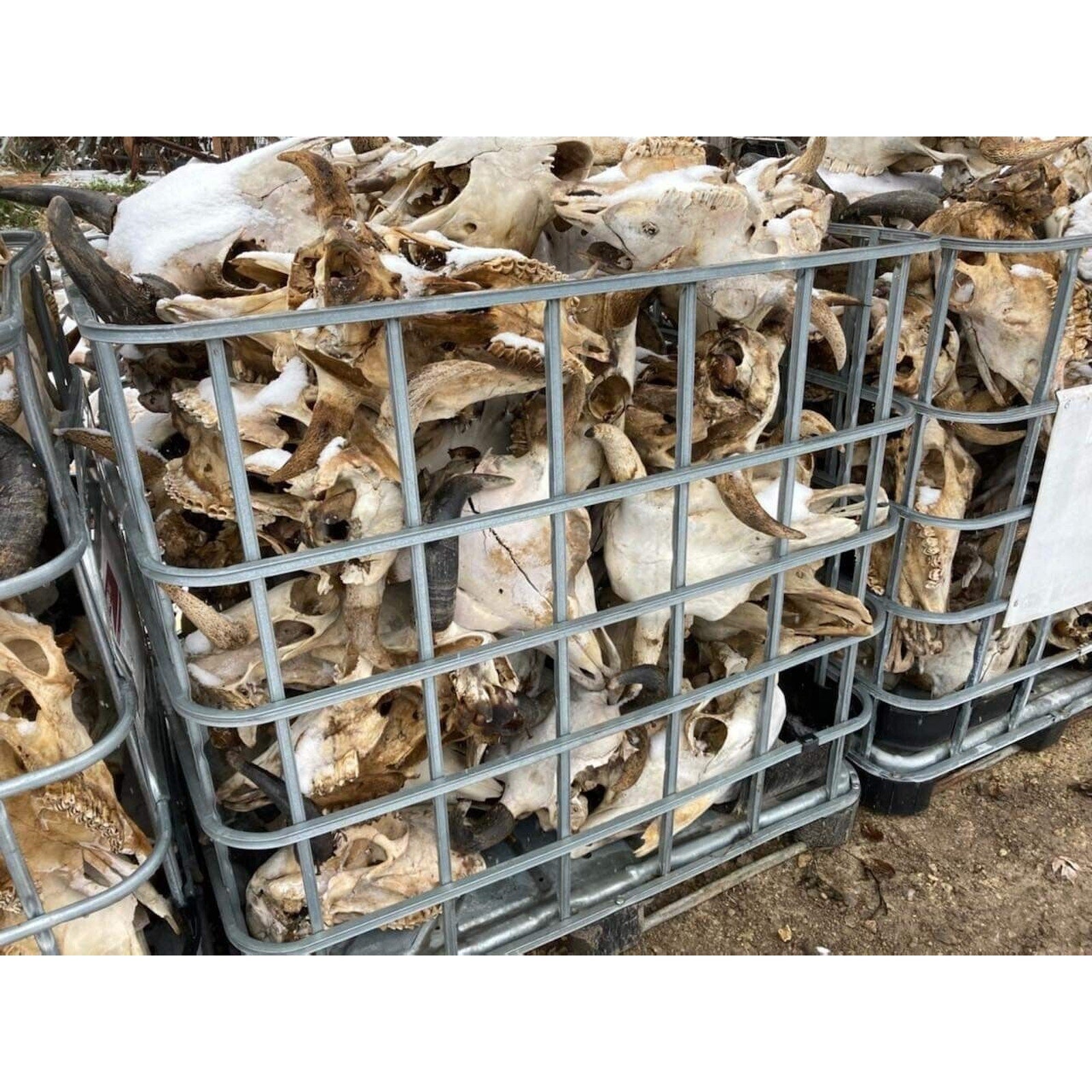 200 Buffalo Bison Head Skull Horns