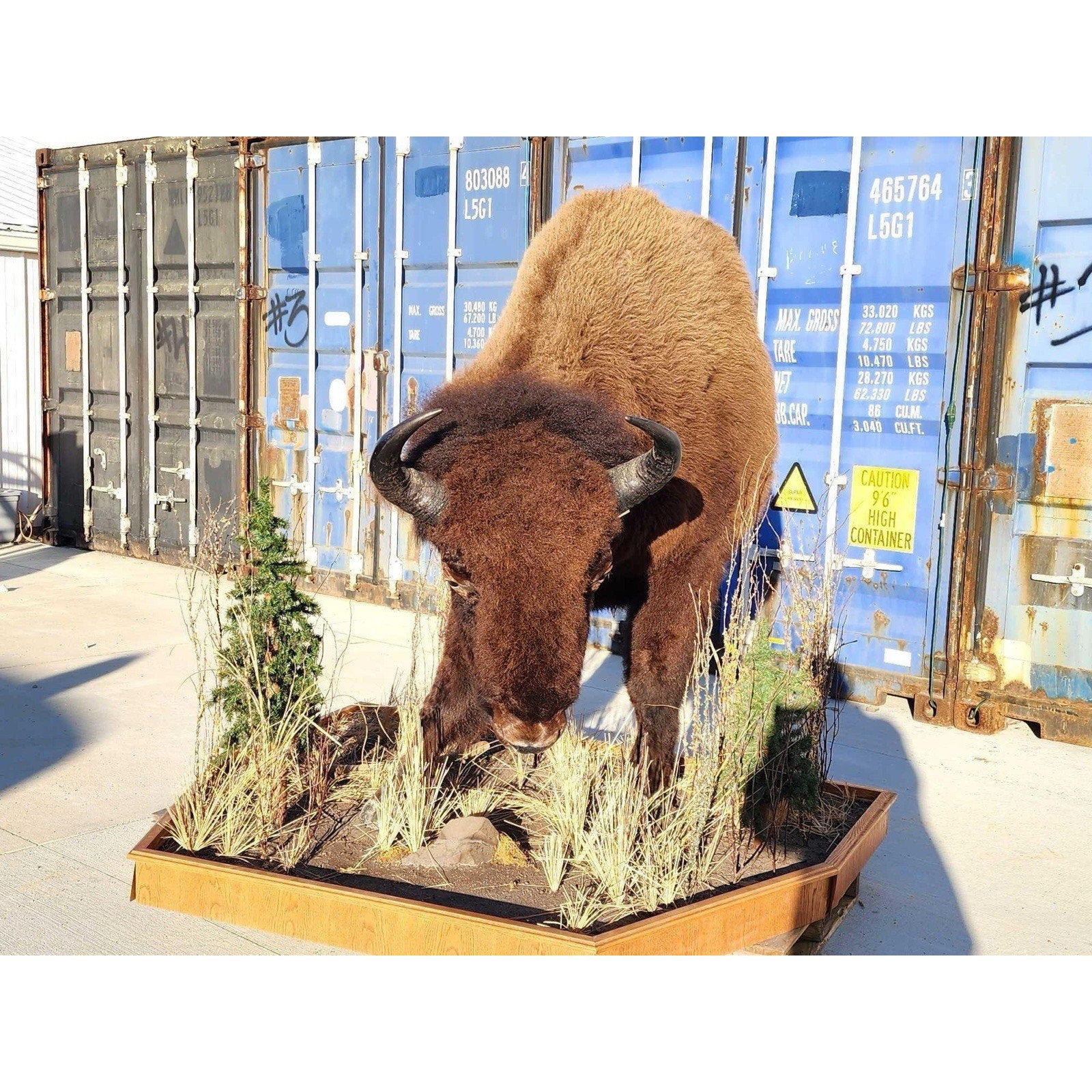 FHCM775 - Massive Buffalo Bison Taxidermy Half mount Bull
