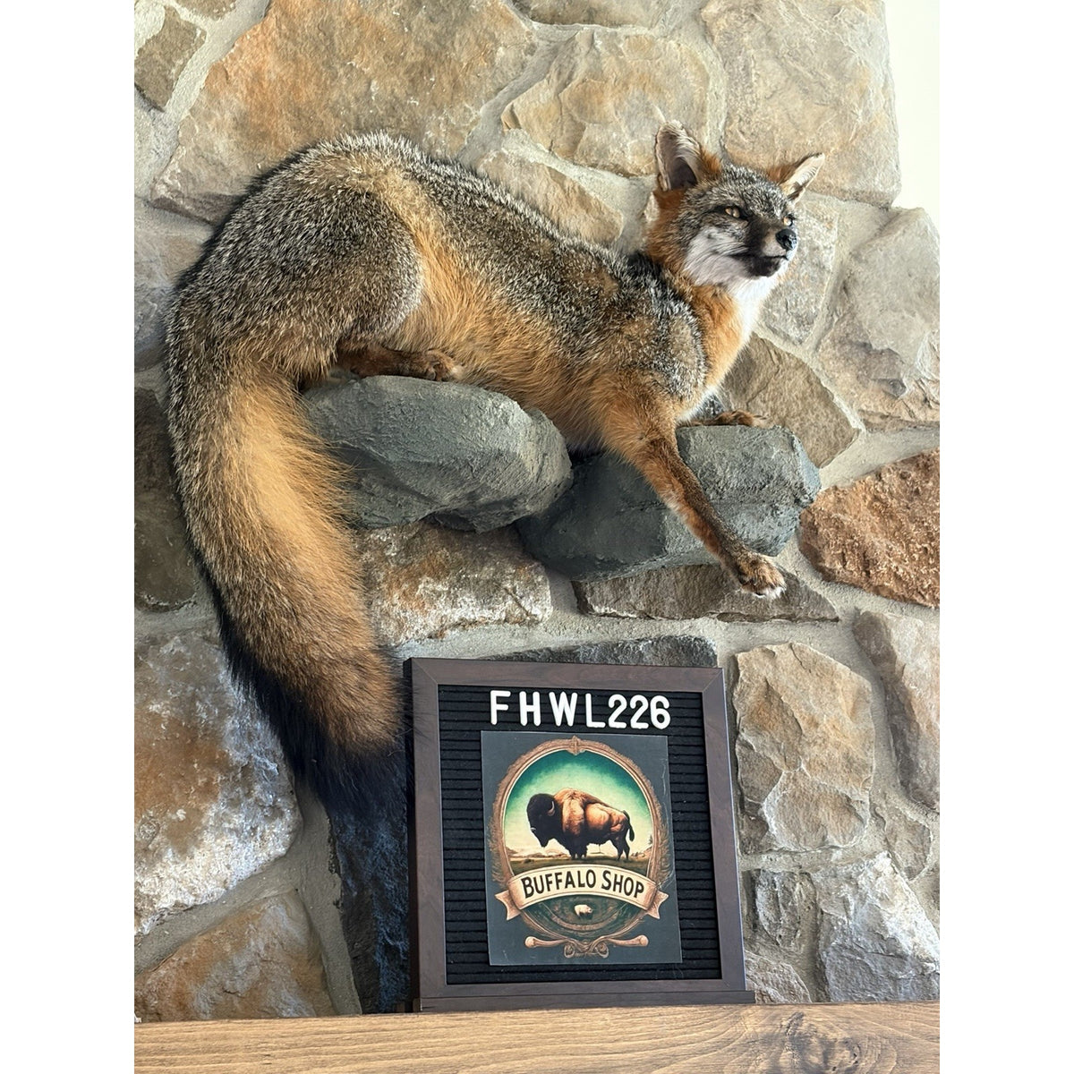 FHWL226 - Grey Fox Taxidermy Full Body Mount Cabin Camp Man Cave