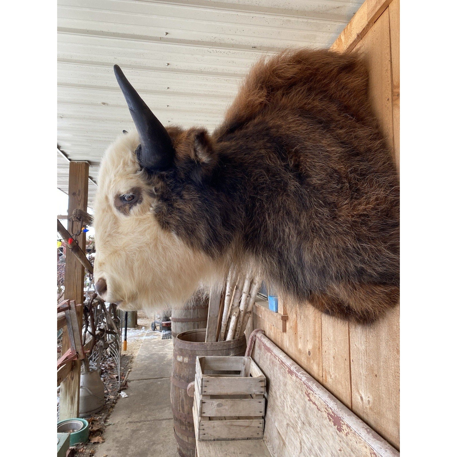 FHDAR43- Rare Sacred White-faced Buffalo Bison Taxidermy Shoulder mount