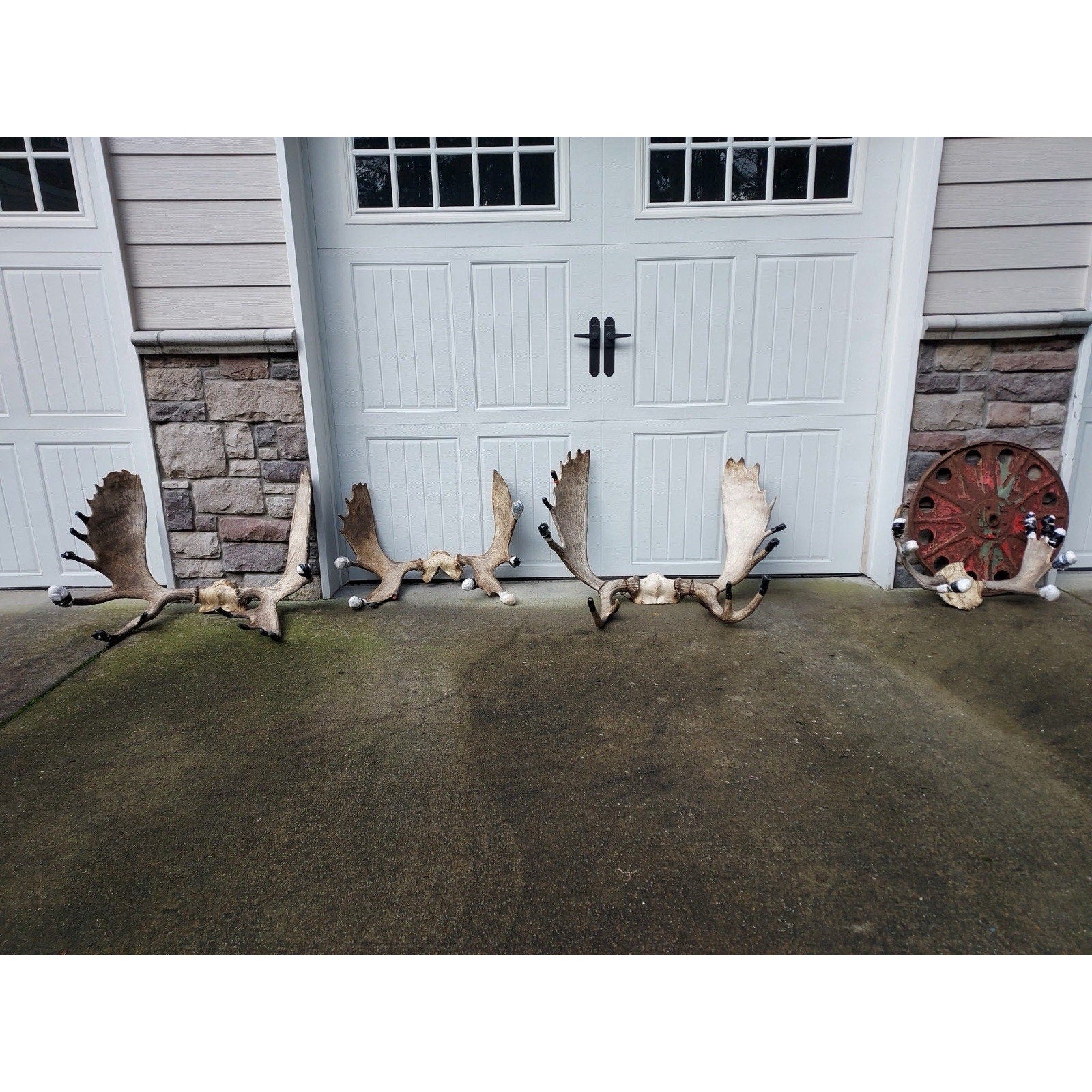 FHHOUSE1- Moose Antler Skulls (read Description)