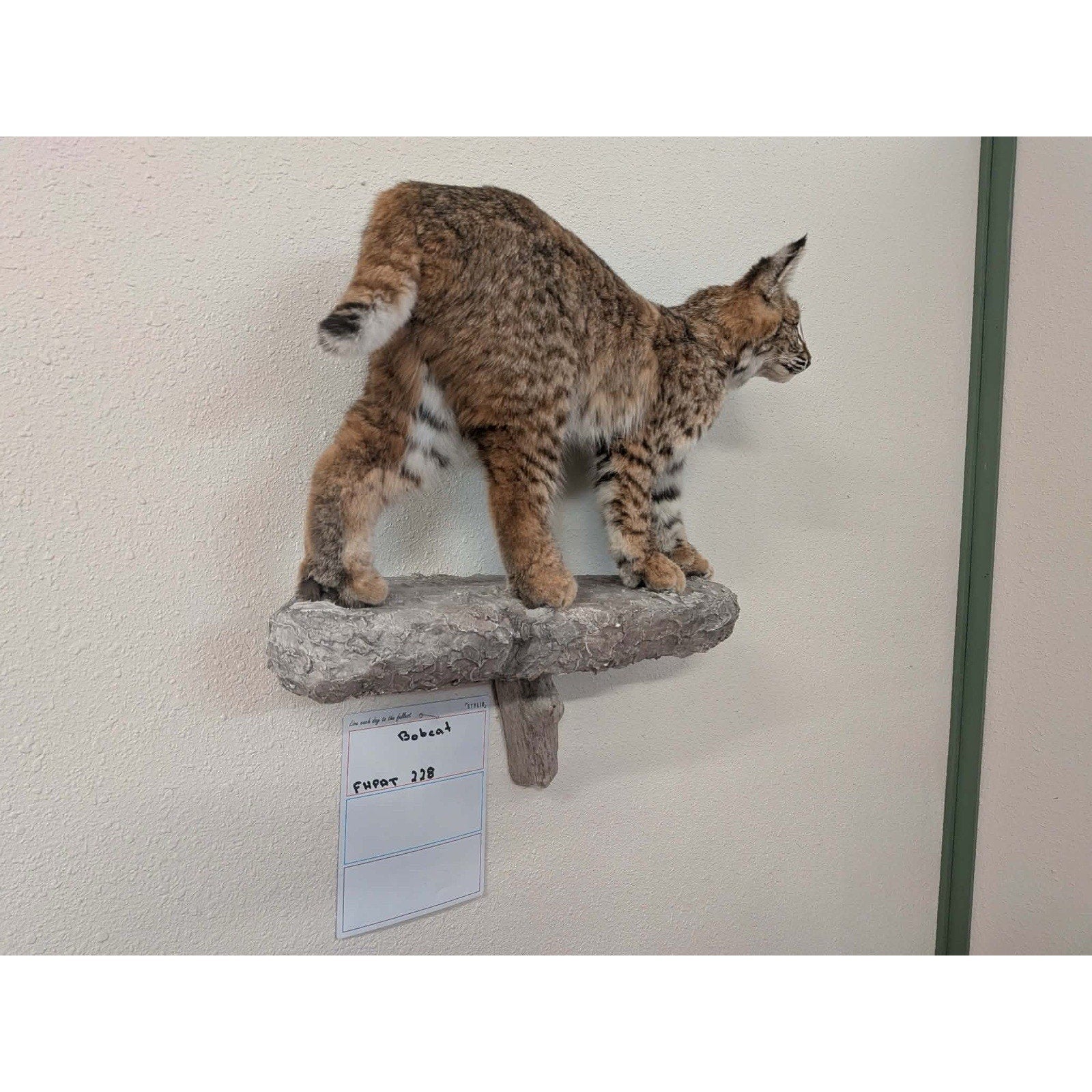 FHPAT228 - Bobcat Taxidermy Full Body Mount