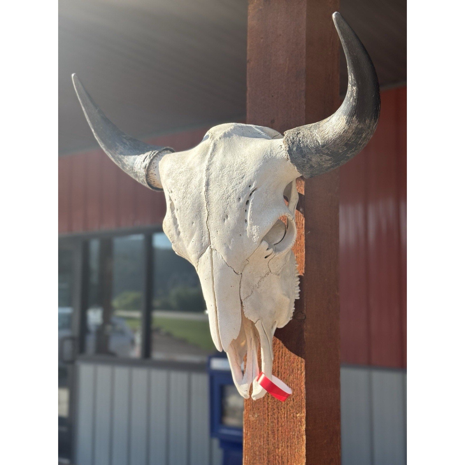 FH47395 - XXL Buffalo / Bison Skull Taxidermy Mount
