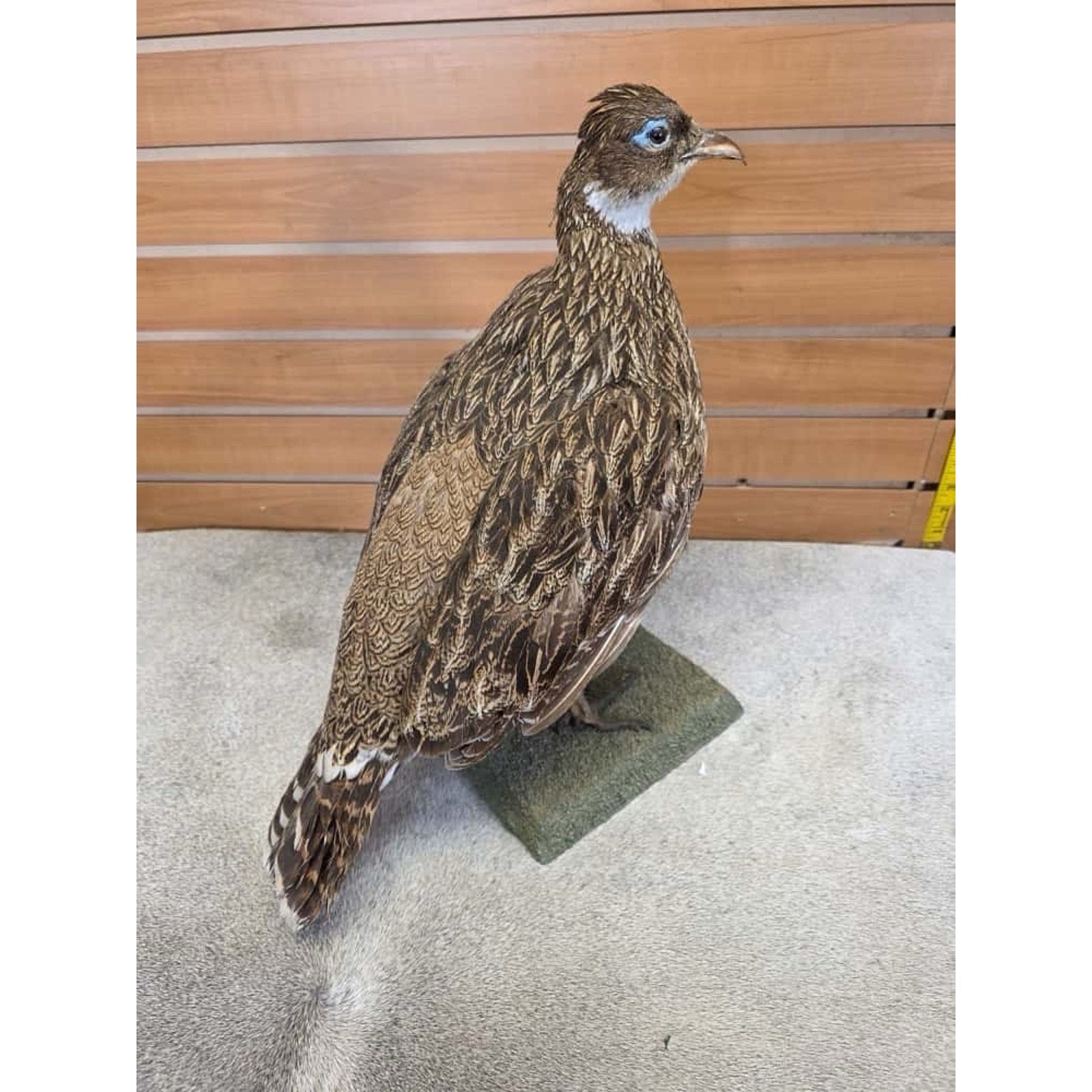 JTV253 - impeyan hen farm raised Taxidermy Mount