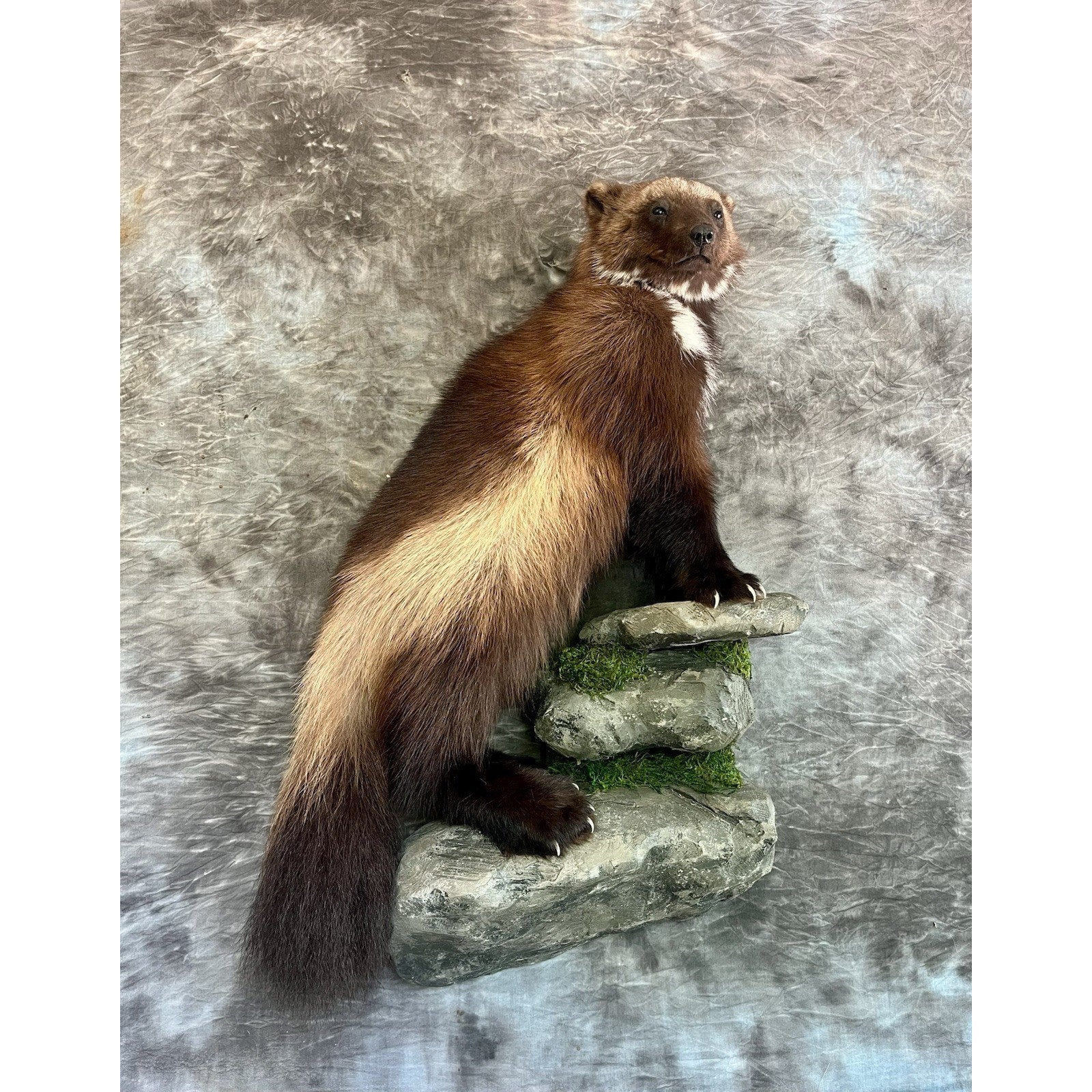FHWOLV46-Beautiful Real Alaskan Wolverine Prime Fur Taxidermy Mount