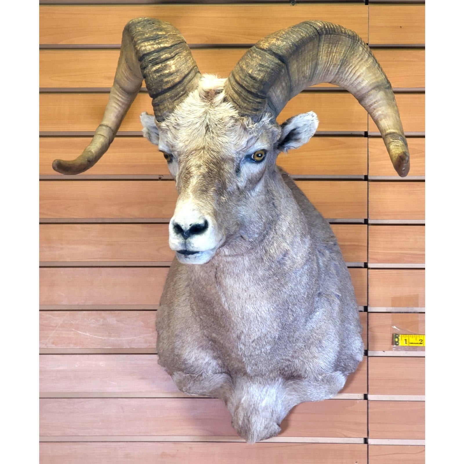 FHRAM301 - Bighorn Sheep Head – Taxidermy Mount