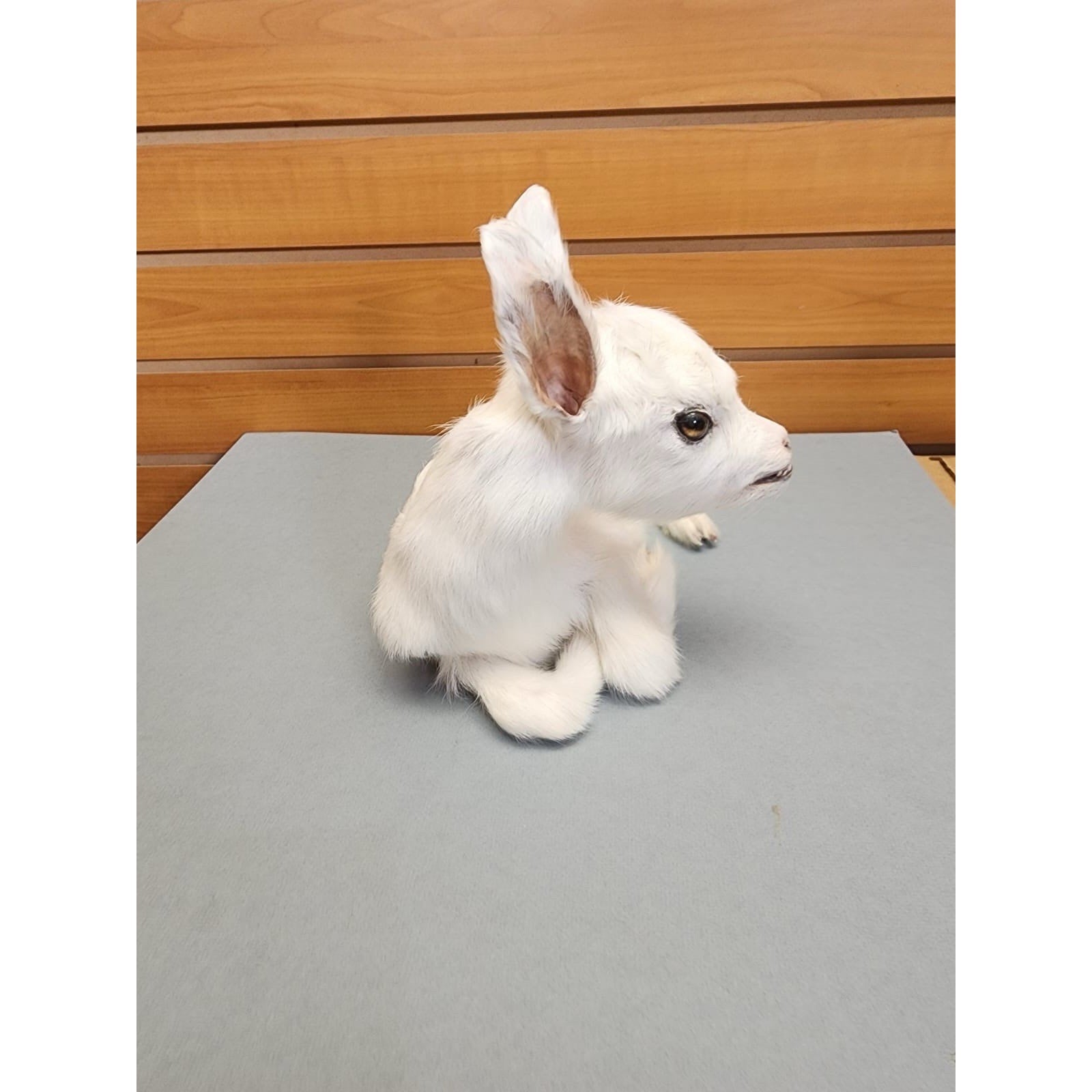 Real Beautiful Goat Taxidermy Mount ($1250 Each)